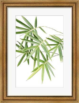 Framed Bamboo Bouquet Print