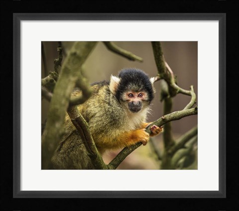 Framed Cute Monkey II Print