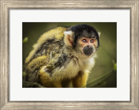 Framed Cute Monkey III Print