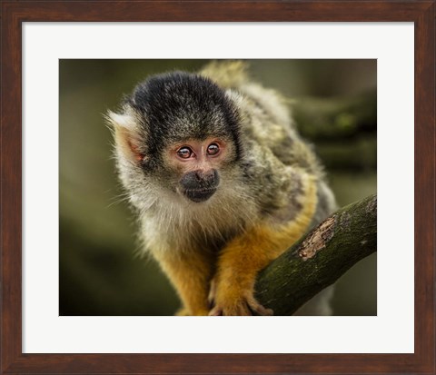 Framed Cute Monkey IV Print