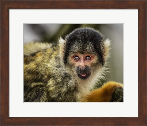 Framed Cute Monkey V Print