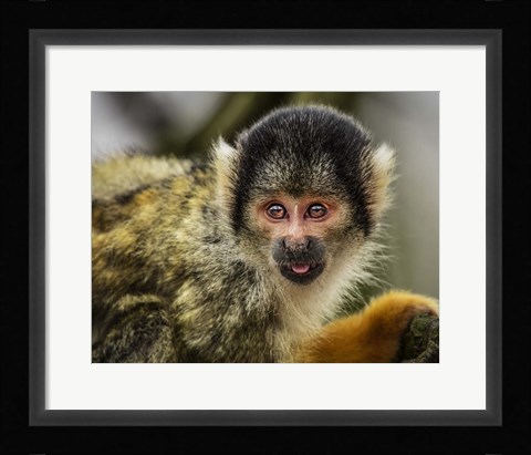 Framed Cute Monkey V Print