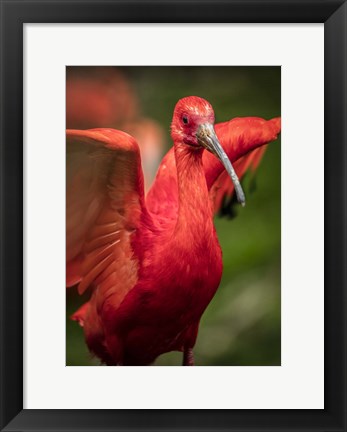 Framed Red Bird III Print