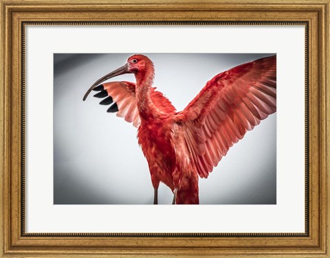 Framed Red Bird V Print