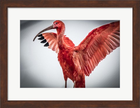 Framed Red Bird V Print