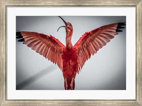 Framed Red Bird VI Print