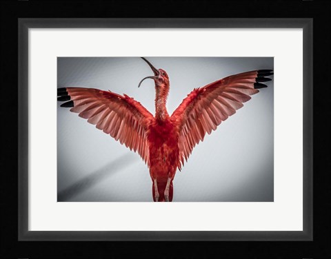 Framed Red Bird VI Print