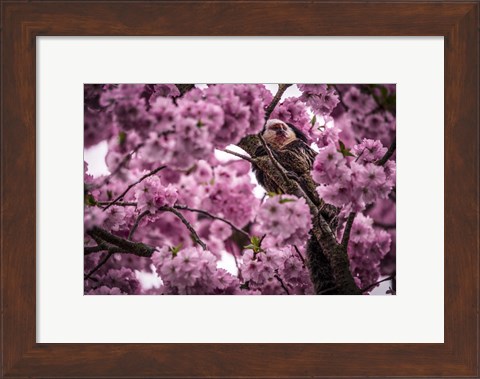 Framed Blossem Tree Monkey Print