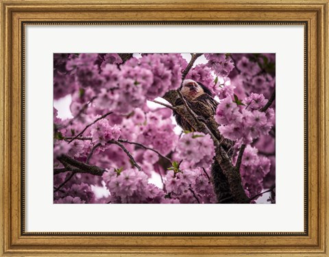 Framed Blossem Tree Monkey Print