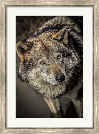 Framed Wolf in the Water II Print