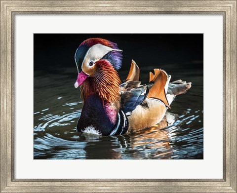 Framed Mandarin Duck Print