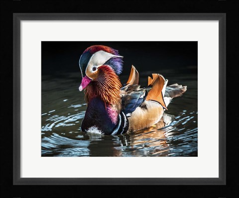 Framed Mandarin Duck Print
