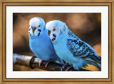 Framed Blue Birds Print