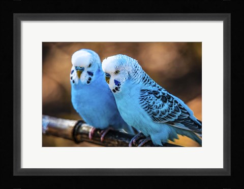 Framed Blue Birds Print