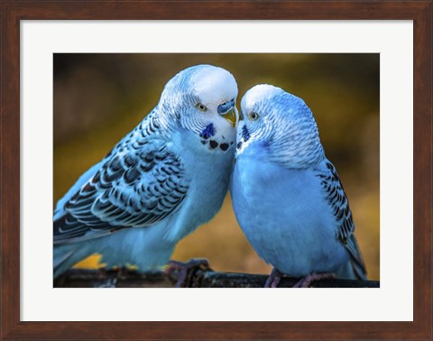 Framed Blue Birds II Print