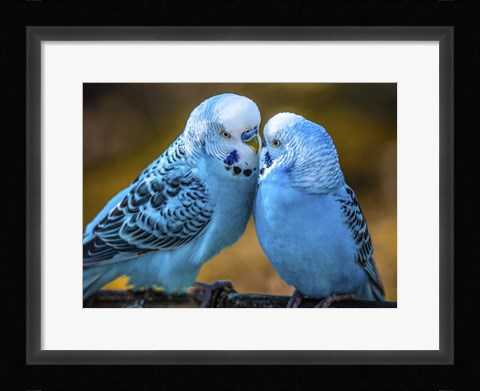 Framed Blue Birds II Print
