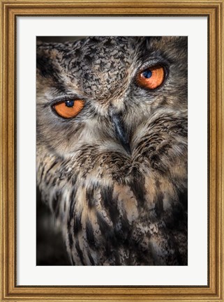 Framed Owl Close Up Print