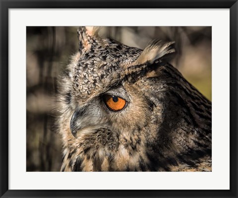 Framed Owl Close Up II Print