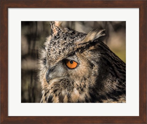 Framed Owl Close Up II Print