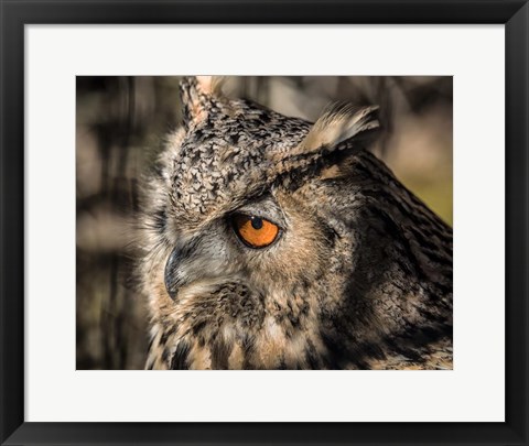 Framed Owl Close Up II Print