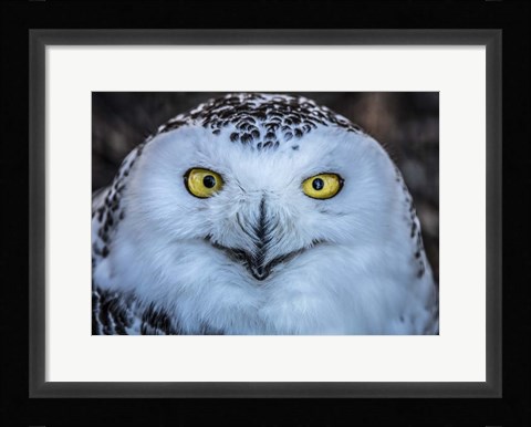 Framed Evil Owl Print