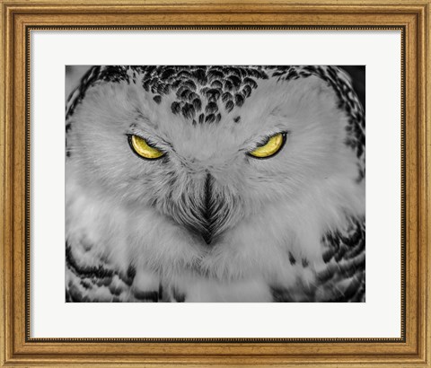 Framed Evil Owl II Black &amp; White Print