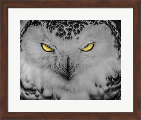 Framed Evil Owl II Black &amp; White Print