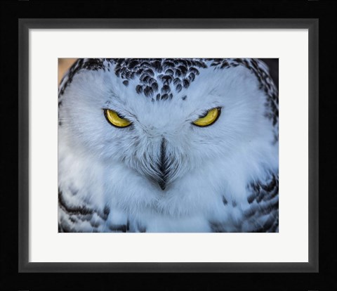 Framed Evil Owl II Print