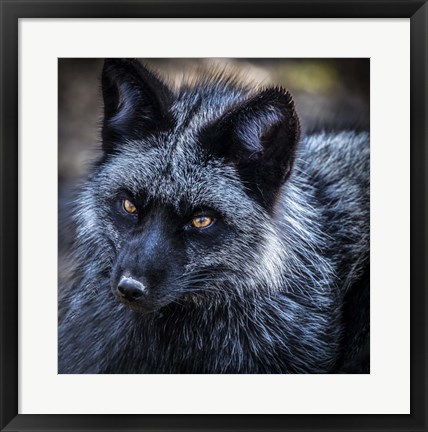 Framed Silver Fox Print