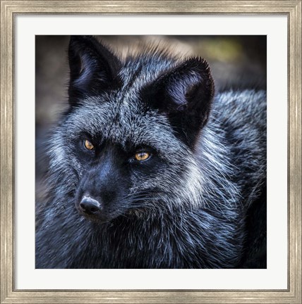 Framed Silver Fox Print
