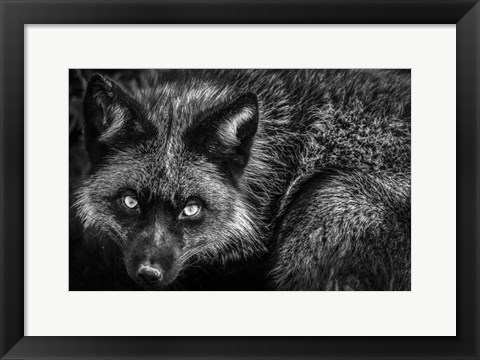 Framed Silver Fox II Black &amp; White Print