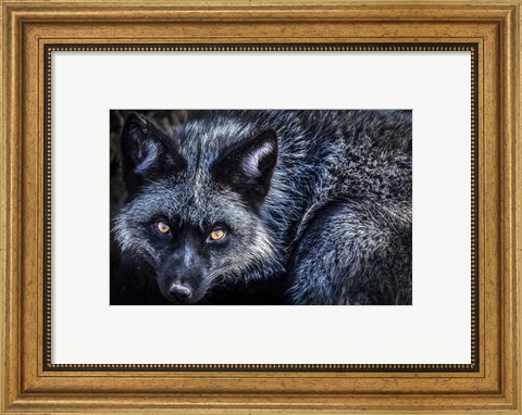 Framed Silver Fox II Print