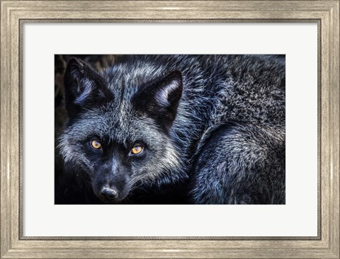 Framed Silver Fox II Print