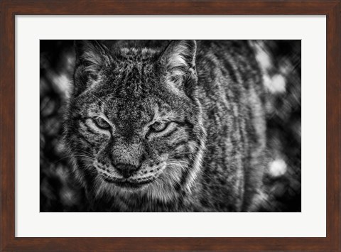 Framed Lynx Front  Black &amp; White Print