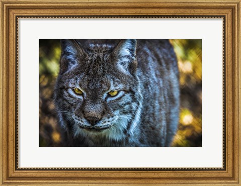 Framed Lynx Front Print