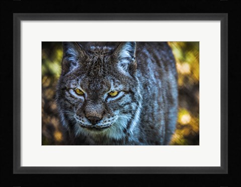 Framed Lynx Front Print