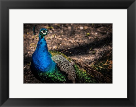 Framed Peacock II Print