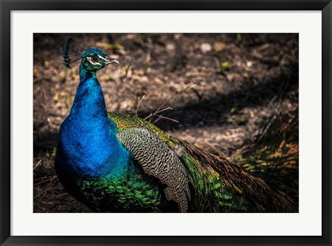 Framed Peacock II Print