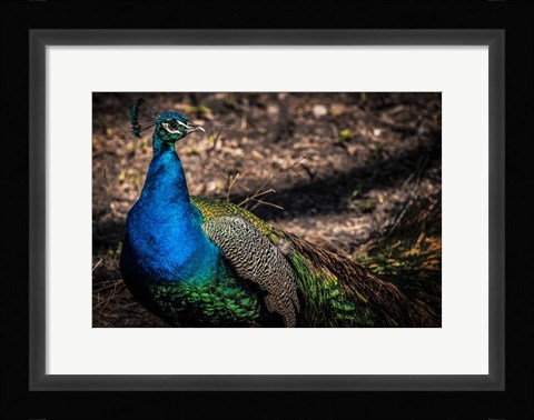 Framed Peacock II Print