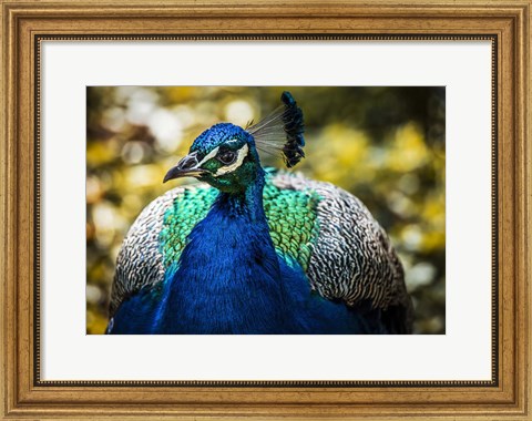 Framed Peacock III Print