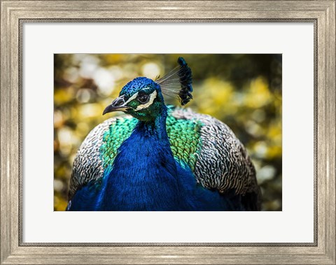 Framed Peacock III Print