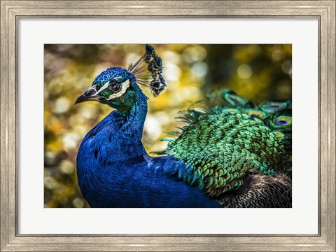 Framed Peacock IV Print