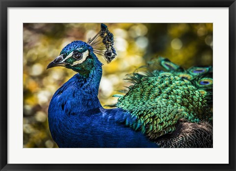 Framed Peacock IV Print
