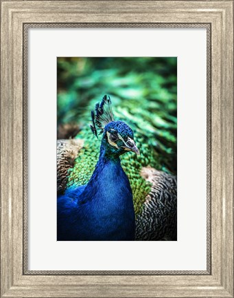 Framed Peacock V Print