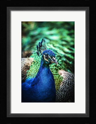 Framed Peacock V Print