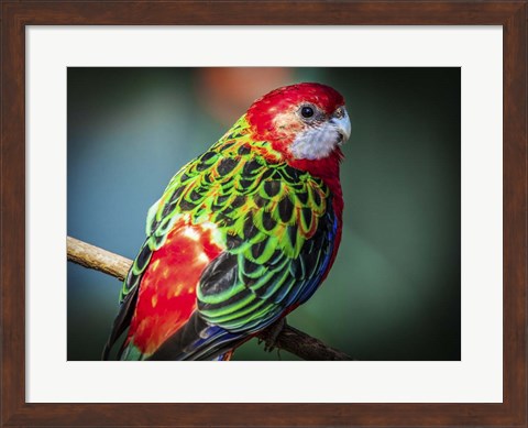 Framed Colorfull Bird Print