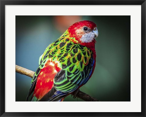 Framed Colorfull Bird Print