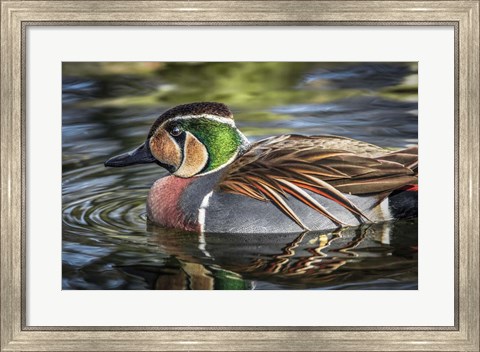 Framed Colorfull Duck Print