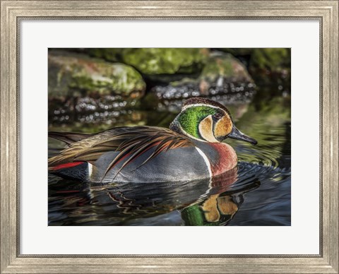 Framed Colorfull Duck II Print
