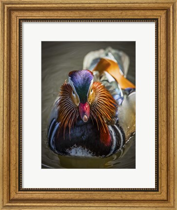 Framed Mandarin Duck II Print